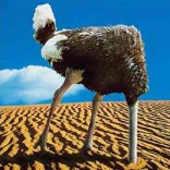 ostrich_head_sand