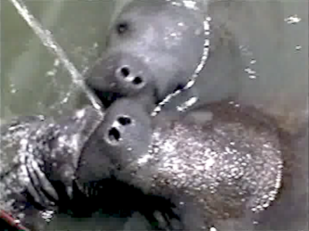 3 manatees cooperating by sharing one fresh water source. Often they do not cooperate and chase one or more away so they can have it all to them self.