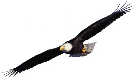 Eagle_soars